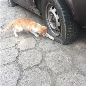 Meet your Posher, Joel